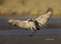 New-Mexico;Sandhill-Crane;Crane;Flight;Southwest-USA;Grus-canadensis;Flying-bird